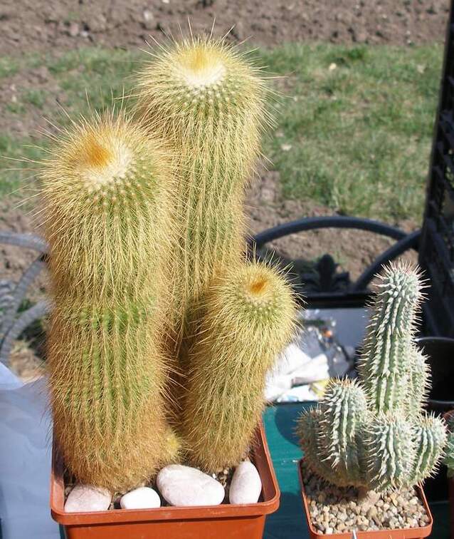 Выставка в рамках Юморины - 01 апреля 2011 (Городской сад)