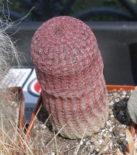 Выставка в рамках Юморины - 01 апреля 2011 (Городской сад)