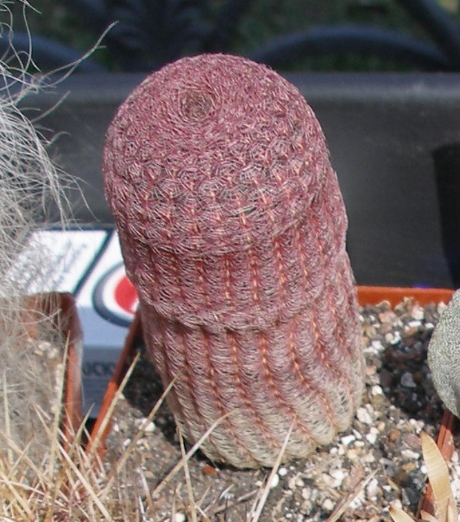 Выставка в рамках Юморины - 01 апреля 2011 (Городской сад)