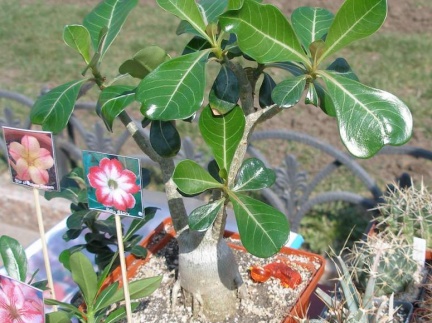Выставка в рамках Юморины - 01 апреля 2011 (Городской сад)