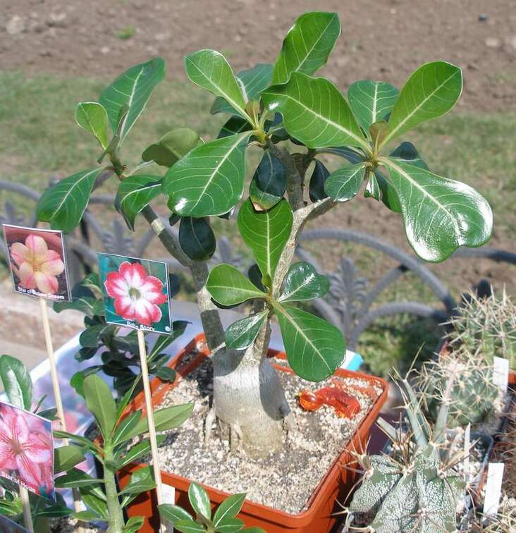 Выставка в рамках Юморины - 01 апреля 2011 (Городской сад)