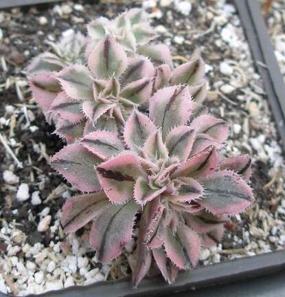 Выставка в рамках Юморины - 01 апреля 2011 (Городской сад)