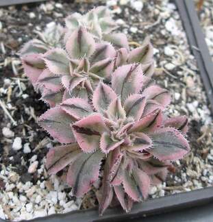 Выставка в рамках Юморины - 01 апреля 2011 (Городской сад)