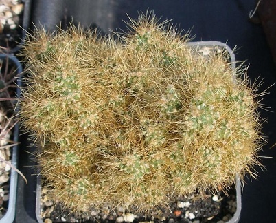 Выставка в рамках Юморины - 01 апреля 2011 (Городской сад)