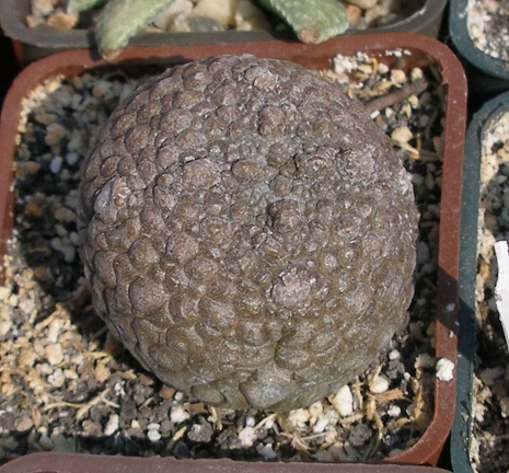 Выставка в рамках Юморины - 01 апреля 2011 (Городской сад)