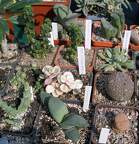 Выставка в рамках Юморины - 01 апреля 2011 (Городской сад)