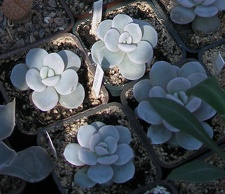 Выставка в рамках Юморины - 01 апреля 2011 (Городской сад)