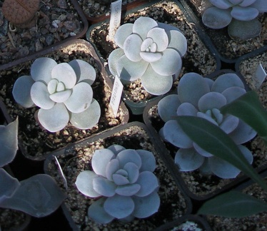 Выставка в рамках Юморины - 01 апреля 2011 (Городской сад)