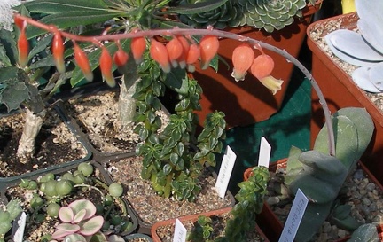 Выставка в рамках Юморины - 01 апреля 2011 (Городской сад)