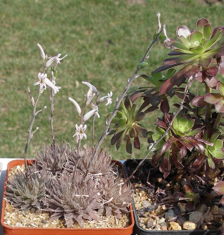 Выставка в рамках Юморины - 01 апреля 2011 (Городской сад)