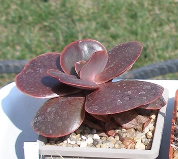 Выставка в рамках Юморины - 01 апреля 2011 (Городской сад)