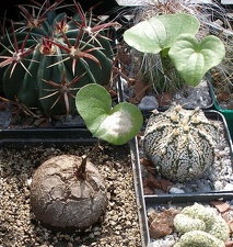 Выставка 02 -04.09.2011 на Куликовом поле