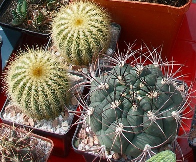 Выставка 02 -04.09.2011 на Куликовом поле