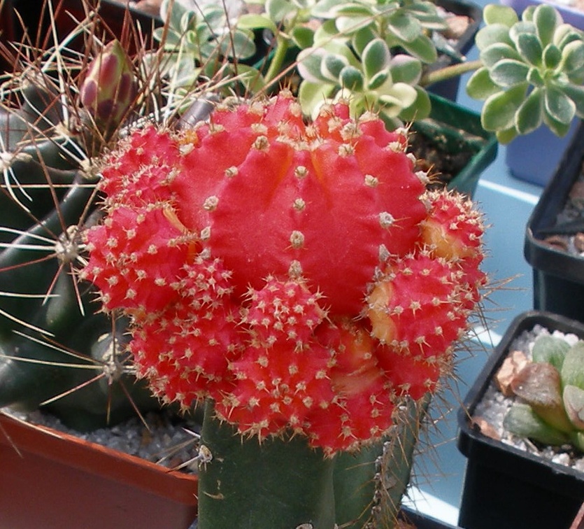 Выставка 02 -04.09.2011 на Куликовом поле