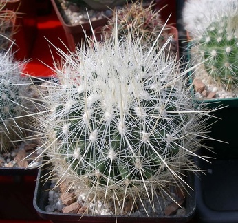 Выставка 02 -04.09.2011 на Куликовом поле