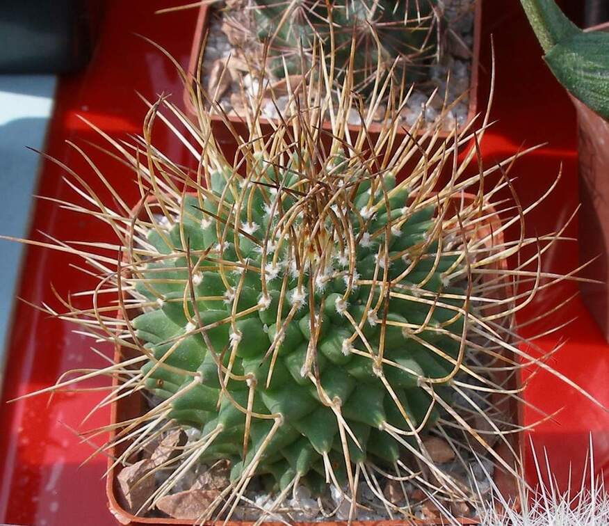 Выставка 02 -04.09.2011 на Куликовом поле