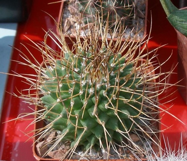 Выставка 02 -04.09.2011 на Куликовом поле