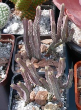 Выставка 02 -04.09.2011 на Куликовом поле