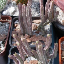 Выставка 02 -04.09.2011 на Куликовом поле