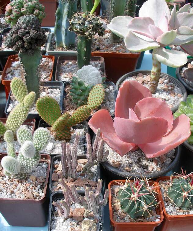 Выставка 02 -04.09.2011 на Куликовом поле