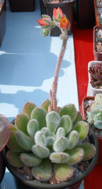 Выставка 02 -04.09.2011 на Куликовом поле