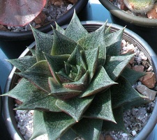 Выставка 02 -04.09.2011 на Куликовом поле