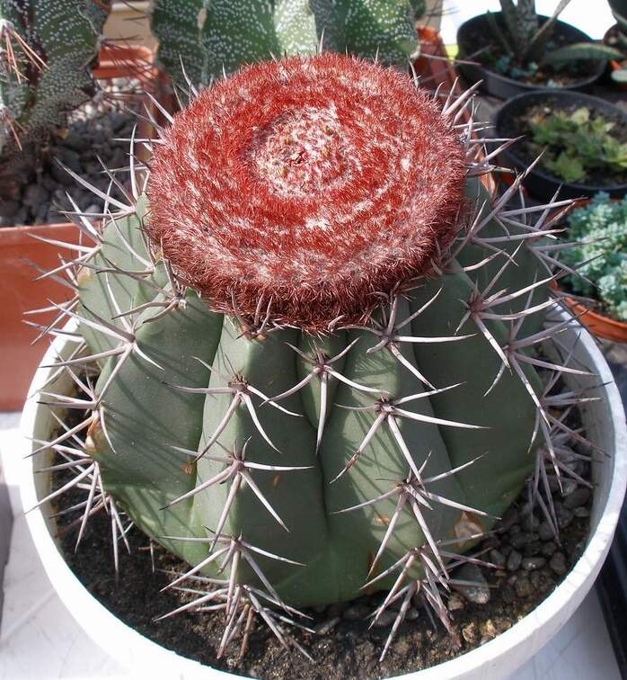 Выставка 02 -04.09.2011 на Куликовом поле