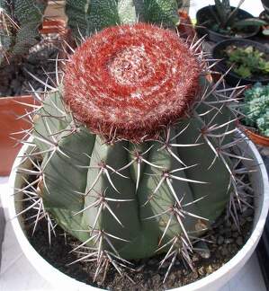 Выставка 02 -04.09.2011 на Куликовом поле