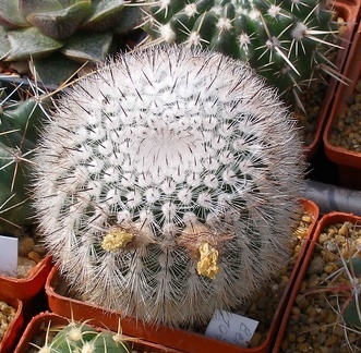 Выставка 02 -04.09.2011 на Куликовом поле