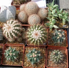 Выставка 02 -04.09.2011 на Куликовом поле