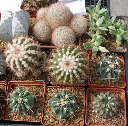 Выставка 02 -04.09.2011 на Куликовом поле