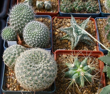 Выставка 02 -04.09.2011 на Куликовом поле