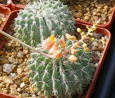 Выставка 02 -04.09.2011 на Куликовом поле