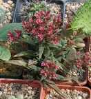 Выставка 02 -04.09.2011 на Куликовом поле