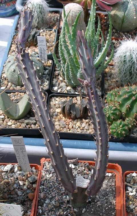 Выставка 02 -04.09.2011 на Куликовом поле