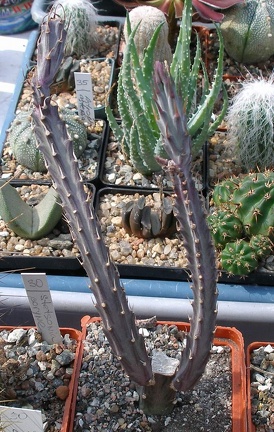 Выставка 02 -04.09.2011 на Куликовом поле