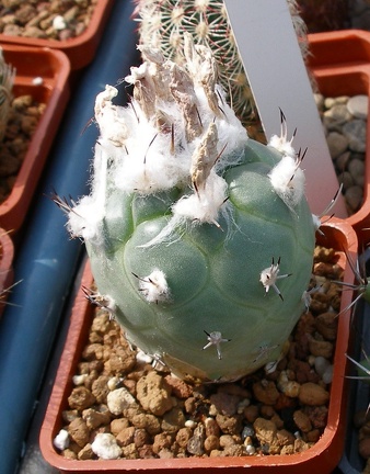 Выставка 02 -04.09.2011 на Куликовом поле