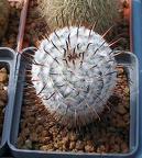 Выставка 02 -04.09.2011 на Куликовом поле