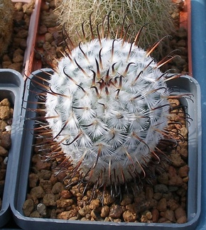 Выставка 02 -04.09.2011 на Куликовом поле