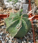 Выставка 02 -04.09.2011 на Куликовом поле