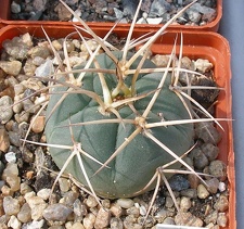 Выставка 02 -04.09.2011 на Куликовом поле