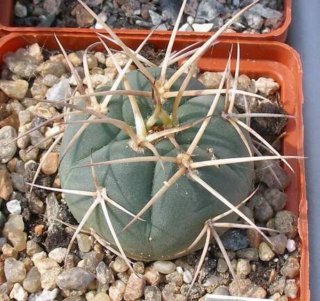 Выставка 02 -04.09.2011 на Куликовом поле