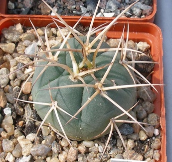 Выставка 02 -04.09.2011 на Куликовом поле