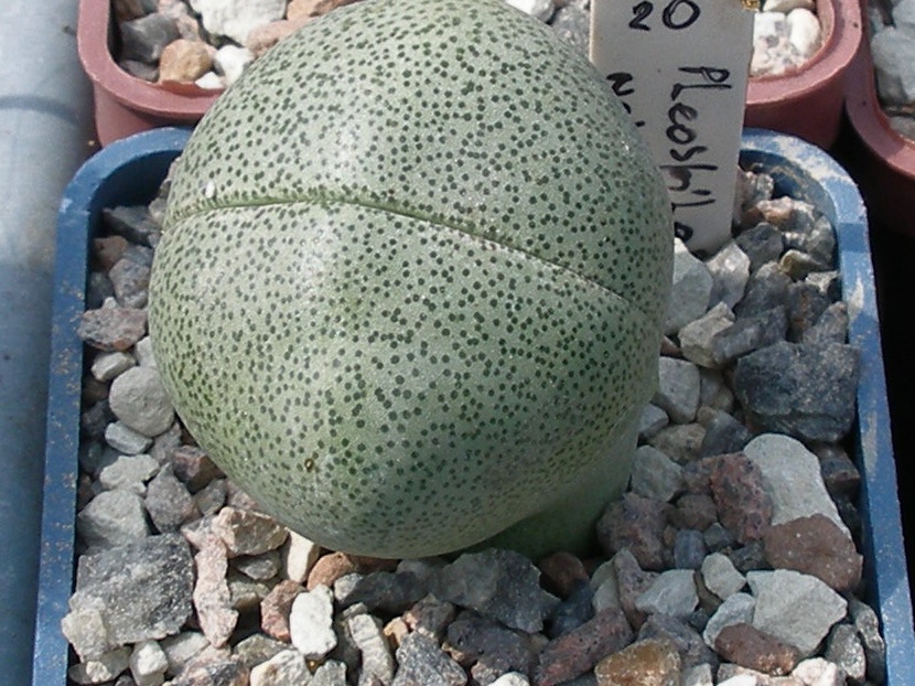 Выставка 02-04.09.2011 на Куликовом поле