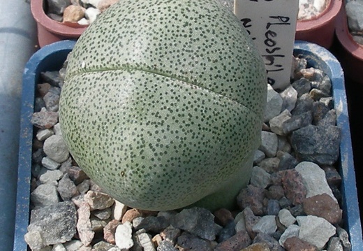Выставка 02-04.09.2011 на Куликовом поле