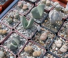 Выставка 02 -04.09.2011 на Куликовом поле