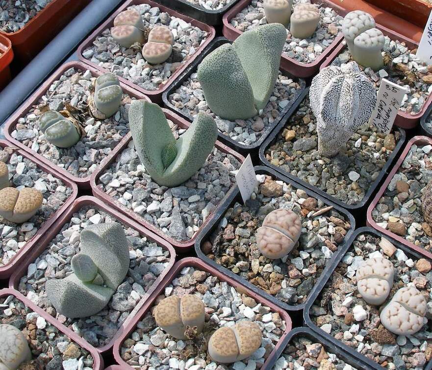 Выставка 02 -04.09.2011 на Куликовом поле