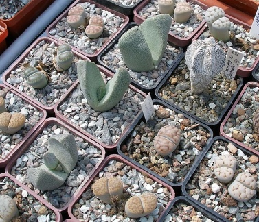 Выставка 02 -04.09.2011 на Куликовом поле