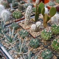 Выставка 02 -04.09.2011 на Куликовом поле