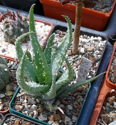 Выставка 02-04.09.2011 на Куликовом поле